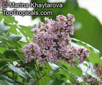 Andira inermis, Geoffroea inermis , Cabbage Tree Andira inermis, Geoffroea inermis , Cabbage Tree