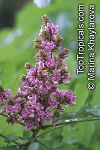 Andira inermis, Geoffroea inermis , Cabbage Tree Andira inermis, Geoffroea inermis , Cabbage Tree