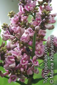 Andira inermis, Geoffroea inermis , Cabbage Tree Andira inermis, Geoffroea inermis , Cabbage Tree