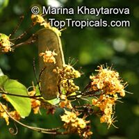 Bauhinia bidentata, Orange Bauhinia