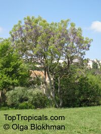 Bolusanthus speciosus, Tree Wisteria, Vanwykshout, Mogaba Bolusanthus speciosus, Tree Wisteria, Vanwykshout, Mogaba