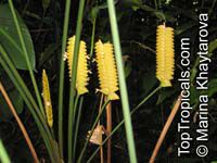 Calathea sp., Calathea
