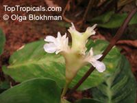Calathea lietzei (?)
