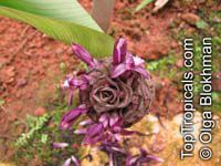 Calathea zebrina, Calathea