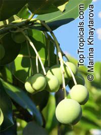 Calophyllum inophyllum, Alexandrian Laurel, Beauty Leaf, Oil-nut Tree, Tamanu