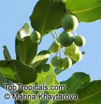 Calophyllum inophyllum, Alexandrian Laurel, Beauty Leaf, Oil-nut Tree, Tamanu