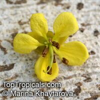 Cassia siamea, Kassod Tree, Siamese Senna