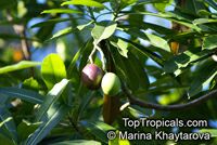 Cerbera manghas, Native Frangipani
