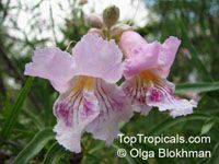 Chilopsis linearis, Desert Willow Chilopsis linearis, Desert Willow