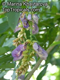 Clitoria fairchildiana, Orchid Tree, Clitorea Tree, Philippine Pigeonwings