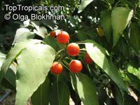 Cordia caffra, Septee, Saucer-berry