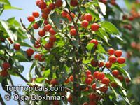 Cordia caffra, Septee, Saucer-berry
