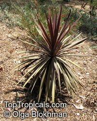 Cordyline australis, Cabbage Tree
