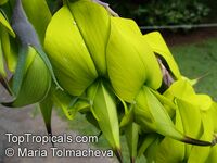 Crotalaria agatiflora , Canary Bird Bush