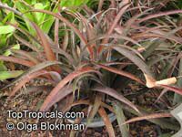 Cryptanthus sp., Cryptanthus, Bromeliad