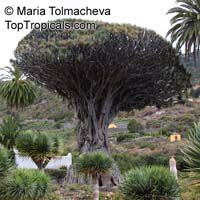 Dracaena draco, Dragon Tree 