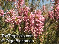 Erica multiflora, Mediterranean Heath Erica multiflora, Mediterranean Heath