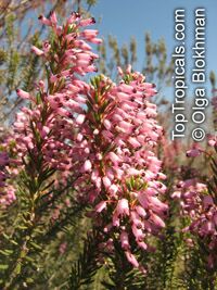 Erica multiflora, Mediterranean Heath Erica multiflora, Mediterranean Heath