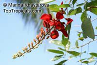 Erythrina fusca, Erythrina glauca , Cape Kaffirboom, Gallito, Coral bean, Bois Immortelle