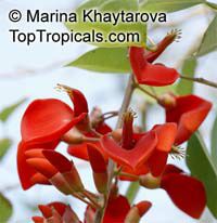 Erythrina fusca, Erythrina glauca , Cape Kaffirboom, Gallito, Coral bean, Bois Immortelle
