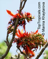 Erythrina indica, Coral Tree, Sunshine Tree