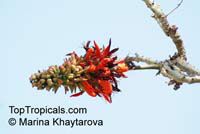 Erythrina indica, Coral Tree, Sunshine Tree