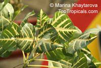 Erythrina indica, Coral Tree, Sunshine Tree