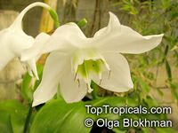 Eucharis grandiflora, Amazon Lily Eucharis grandiflora, Amazon Lily