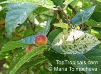 Ficus aspera