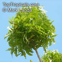 Harpephyllum caffrum