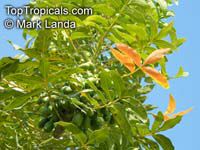 Harpephyllum caffrum