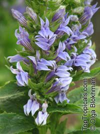 Lobelia siphilitica , Great Blue Lobelia, Blue Cardinal Flower 