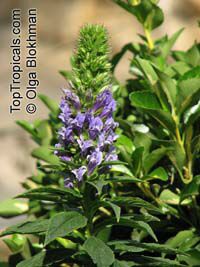 Lobelia siphilitica , Great Blue Lobelia, Blue Cardinal Flower 