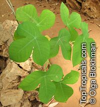 Manihot glaziovii , Tree Cassava, Ceara Rubber Tree 