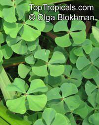 Marsilea quadrifolia, Four Leaf Clover, European Waterclover, Aquatic Fern