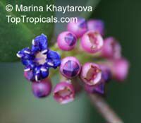 Memecylon caeruleum, Blue Strawberry Flowers