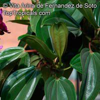 Meriania nobilis, Meriania, Amaraboyo