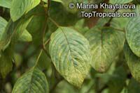 Mussaenda erythrophylla, Ashanti Blood, Red Flag Bush, Tropical Dogwood 