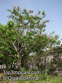 Paulownia sp., Princess Tree, Empress Tree