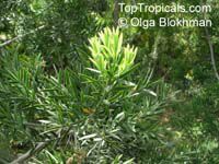 Podocarpus elongatus, Breede River Yellowwood 