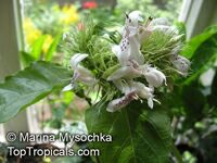 Ruttya ovata Ruttya ovata