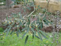 Tabebuia caraiba, Tabebuia argentea Tabebuia caraiba, Tabebuia argentea