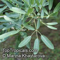 Tabebuia caraiba, Tabebuia argentea Tabebuia caraiba, Tabebuia argentea