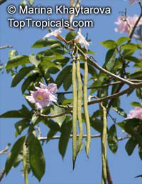 Tabebuia rosea Tabebuia rosea