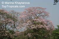Tabebuia rosea Tabebuia rosea