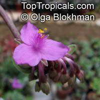 Tradescantia navicularis, Chain Plant 