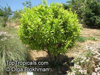 Umbellularia californica Umbellularia californica