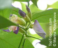 Clitoria fairchildiana, Orchid Tree, Clitorea Tree, Philippine Pigeonwings