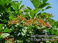 Viburnum sp., Viburnum