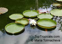 Victoria amazonica, Victoria regia Victoria amazonica, Victoria regia